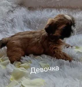 Ши-тцу