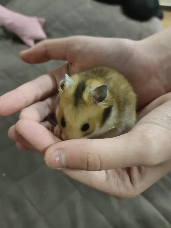 Хомяк