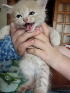 Отдам котят
