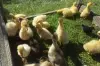 гусята