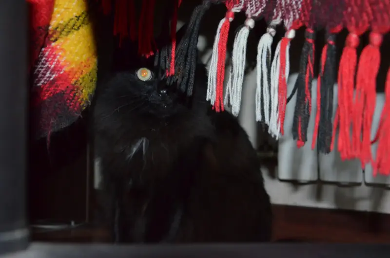Домашняя кошка ищет дом!