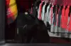 Домашняя кошка ищет дом!