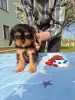 Девочка Кавалер кинг чарльз спаниель