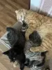 Котята Майн-Кун