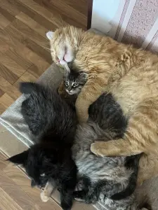 Котята Майн-Кун