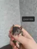 Крысята
