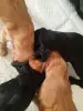 Щенки