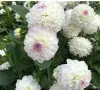 Карликовые и высокие георгины