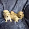 Мальтипу... щенки