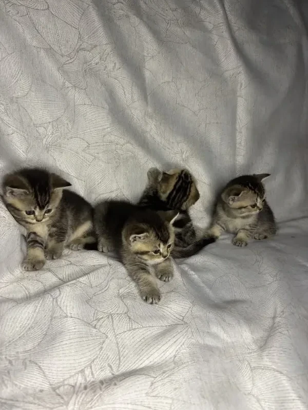 Шотландские котята