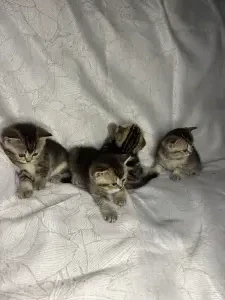 Шотландские котята