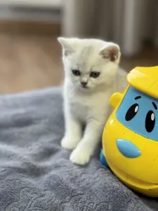 Шотландский прямоухий котенок