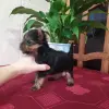 Йорк девочка.