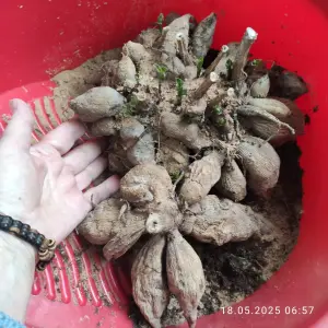 Георгины. Корневище.