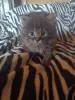 Котенок
