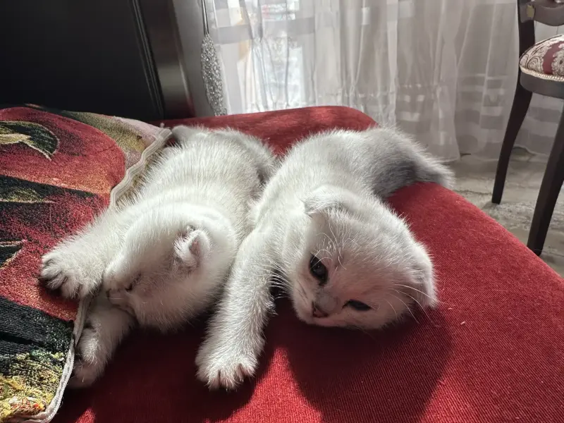 Шотландский котенок/котята вислоухие белые/серебро