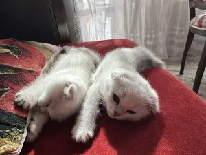 Шотландский котенок/котята вислоухие белые/серебро