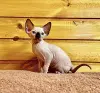 Канадский сфинкс котята, голенькие, ласковые, красивых окрасов
