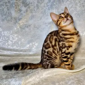 Бенгальские котята