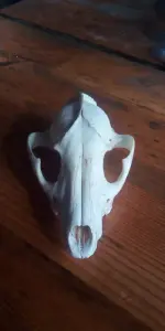 Чей черепок ...