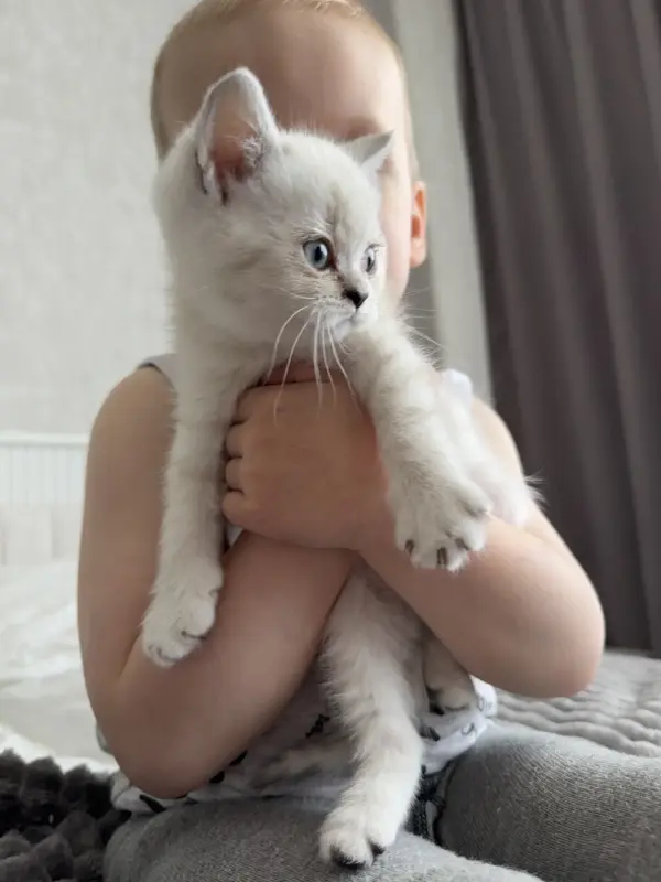Кошечки шиншила пойнт