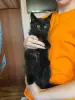 Котята Майн-Кун