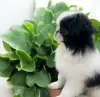 Японский Хин щенки