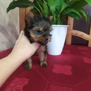 Йорк девочка.