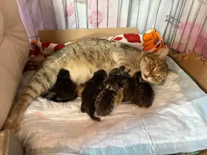Кошка и котята в дар