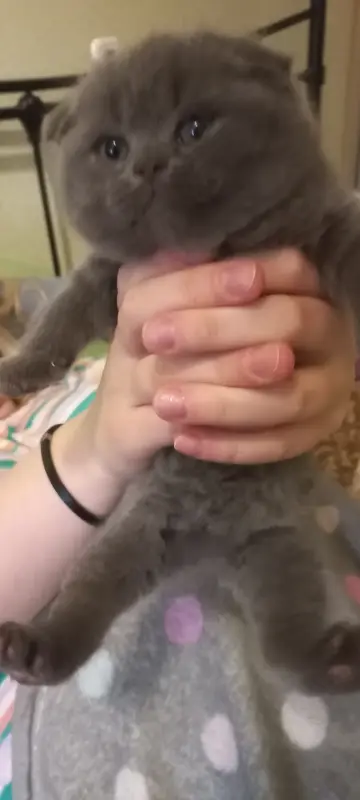 Вислоухие котята