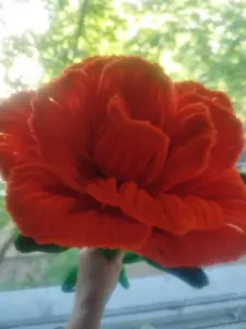 Цветы