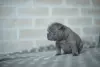 Щенки французского бульдога