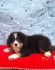 Бернский зенненхунд чистокровный щенок