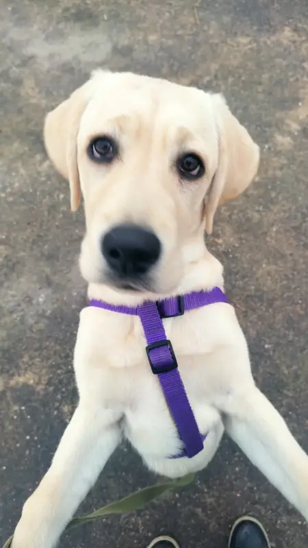 Воспитание щенка (Минск, Минская обл., Онлайн) - Чашники - 202644 - Доска объявлений Kupika.by - Фото 2