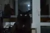 Домашняя кошка ищет дом!