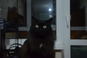 Домашняя кошка ищет дом!