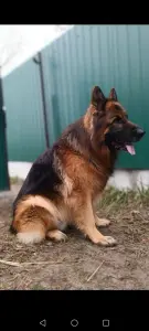 Щенки немецкой овчарки
