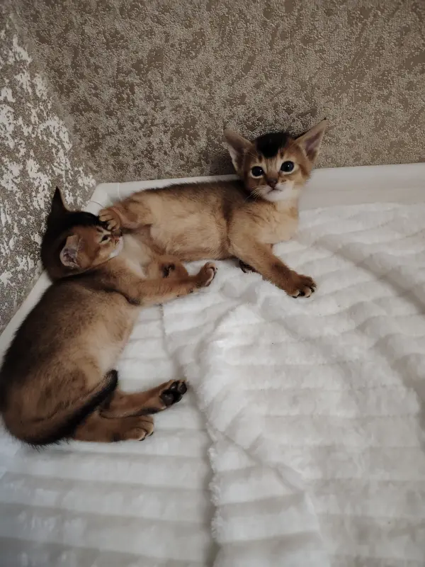 Котята