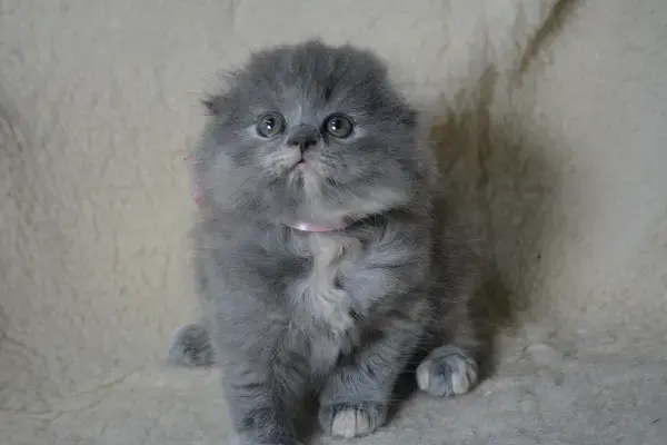Шотландские Вислоухие и Прямоухие Котята