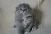 Шотландские Вислоухие и Прямоухие Котята