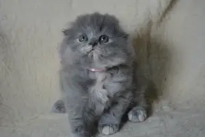 Шотландские Вислоухие и Прямоухие Котята