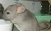Шиншила