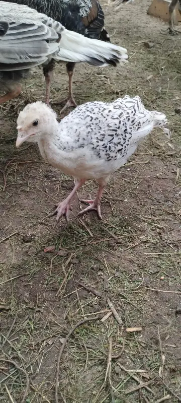 Индюшата двухмесячные