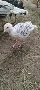 Индюшата двухмесячные