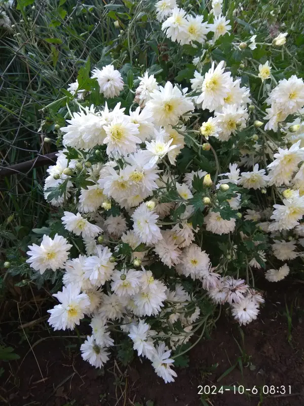 Лилии,ромашка,пион,крыжовник,Ежевика,