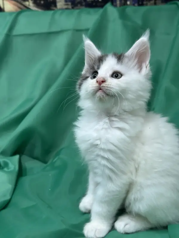 Мейн-Кун чистокровные котята