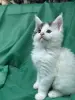 Мейн-Кун чистокровные котята