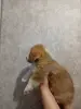 Вельш-корги-пемброк