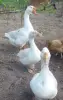 Гуси семья 1+3