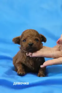 Щенки той пуделя